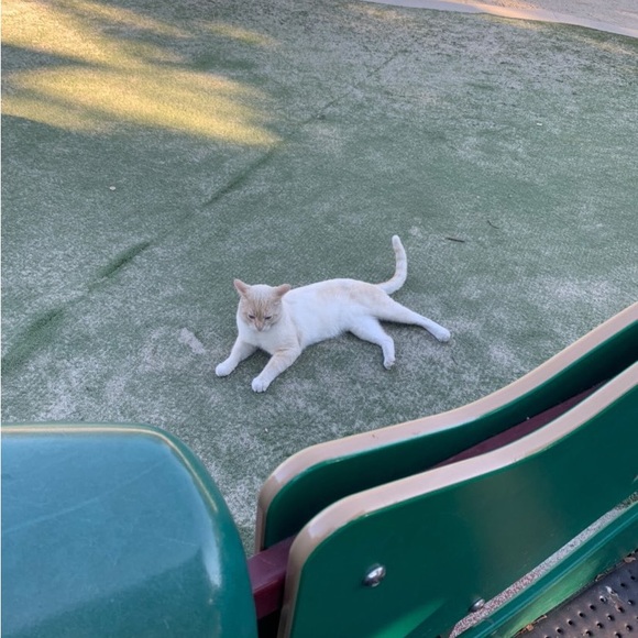 Meet your Posher, Alisha - Picture 1 of 1